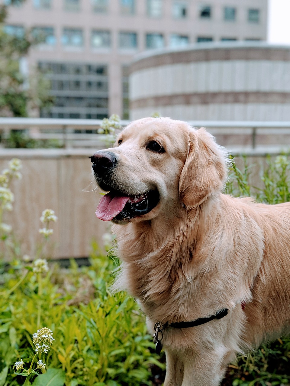 golden-retriever-4292254_1280