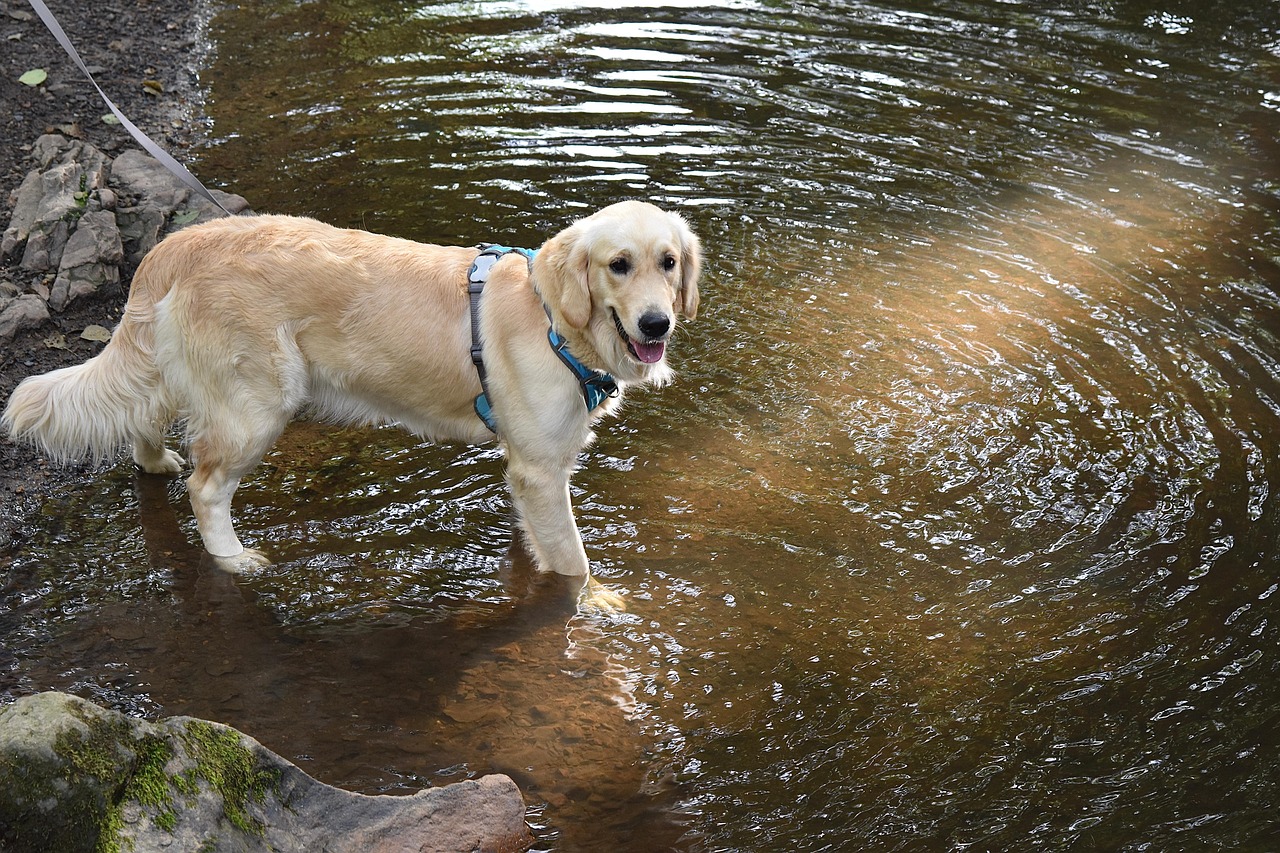 golden-retriever-7430518_1280